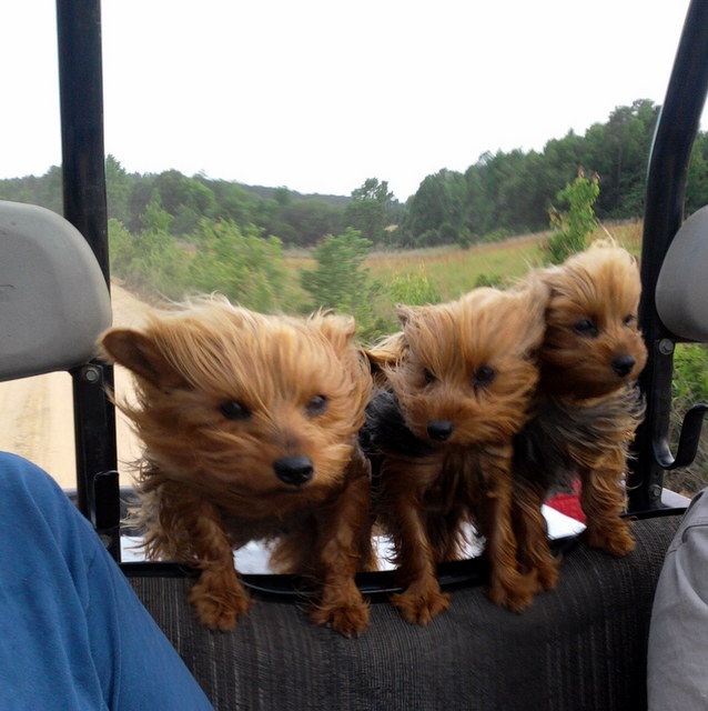 Image of Puppyterriers~Yorkies out for a ride