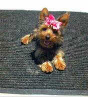 Image of Abby~Puppyterriers.com